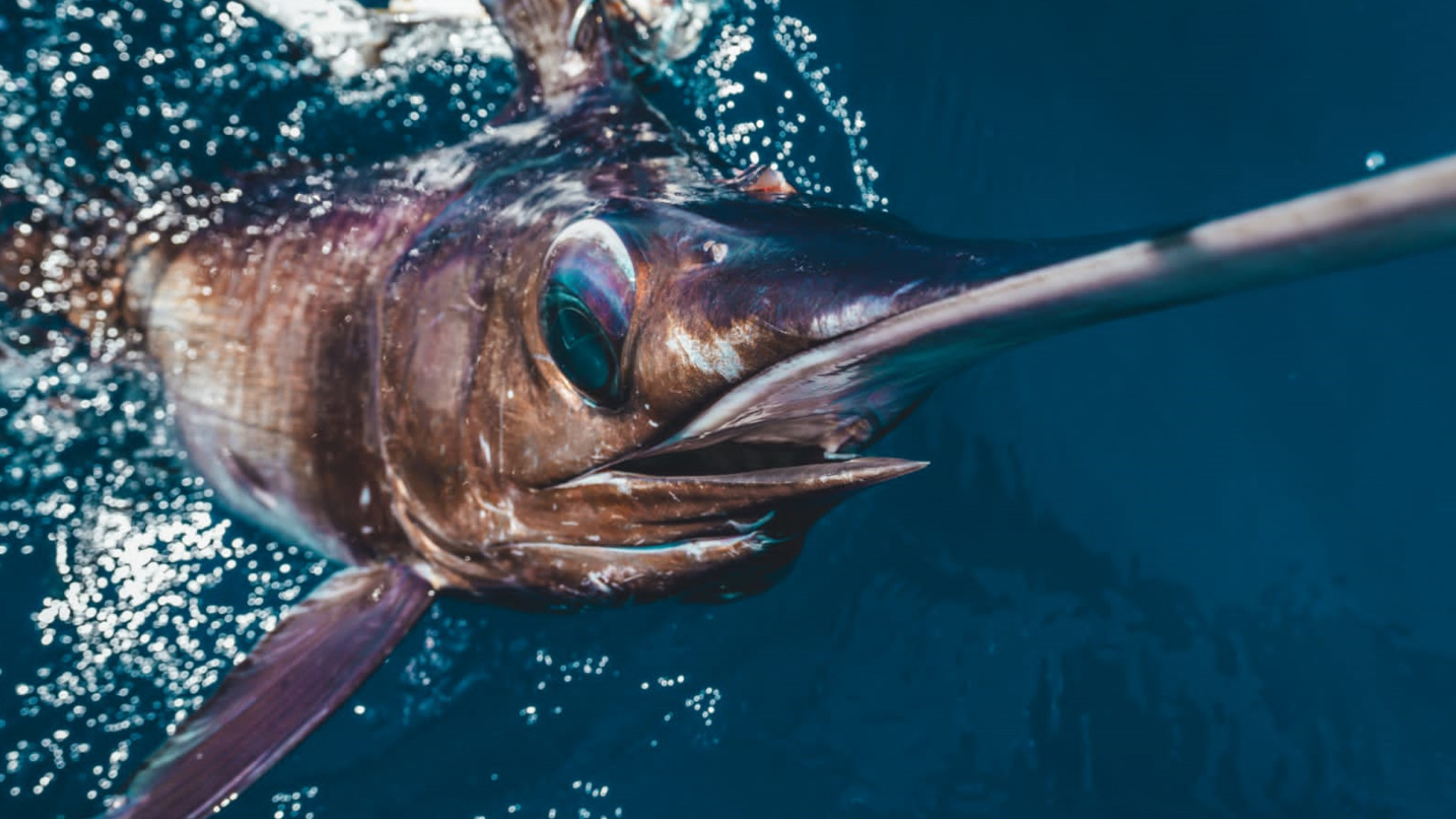 Key Largo Fishing Report Reel Deal Charter Fishing